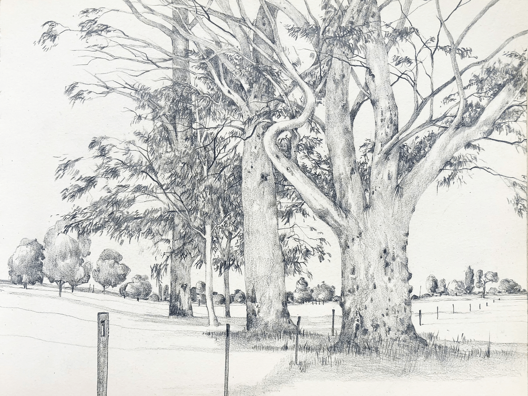 large eucalyptus tree in royal park